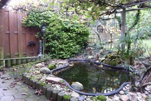 Gartenteich mit rankender Kiwipflanze