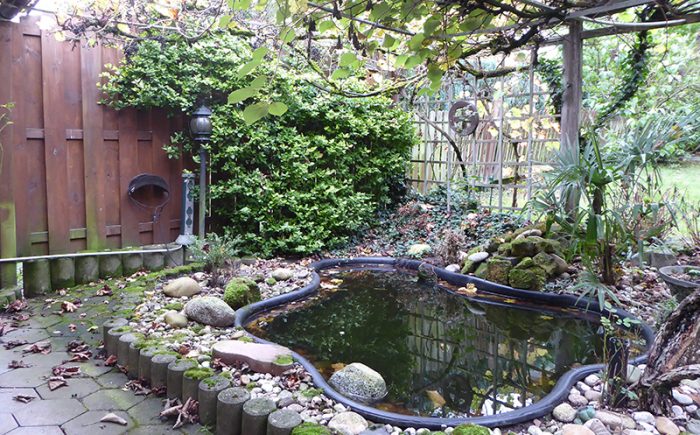 Gartenteich mit rankender Kiwipflanze